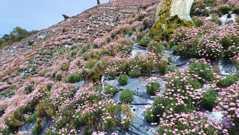 the beautiful flowers and grass beds of cameron highlands malaysia