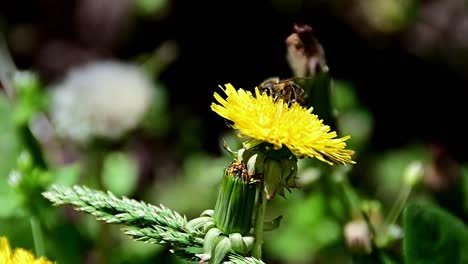 Aufnahmen-Von-Bienen,-Die-Pollen-Von-Gelben-Blüten-Sammeln