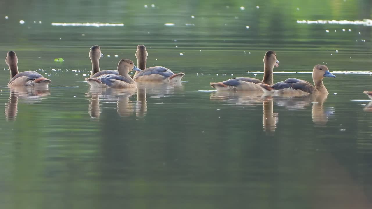 pfeifende entenküken schwimmen im teich