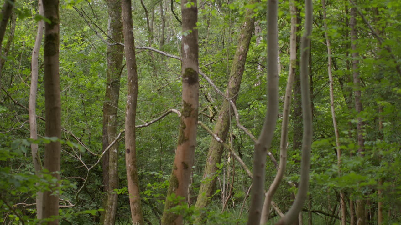 Camera Tilts Down Looking Through Trunks And Leaves Of Trees In Dense Forest In Countryside