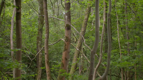 camera tilts down looking through trunks and leaves of trees in dense forest in countryside