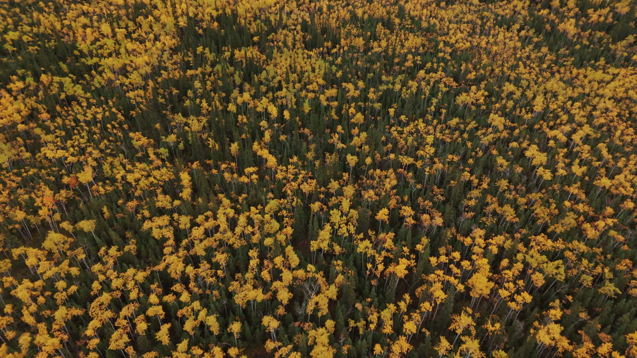 Aerial View of an Autumn Forest
