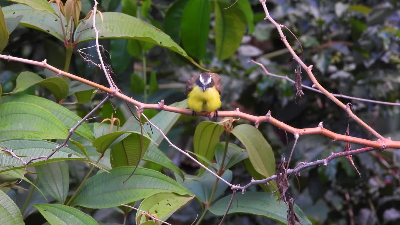 una toma de cerca de un vibrante pájaro kiskadee amarillo menor o gran kiskadee posado en una rama arreglando sus plumas en el parque nacional de los nevados, colombia