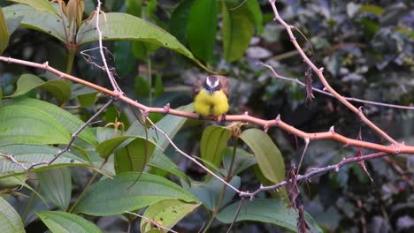 A-close-up-shot-of-a-vibrant-yellow-Lesser-Kiskadee-or-Great-Kiskadee-bird-perched-on-a-branch-preening-its-feathers-in-Los-Nevados-National-Park,-Columbia