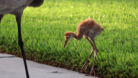 Sandhill-Kranichbaby-Frisst-Aus-Dem-Schnabel-Der-Mutter