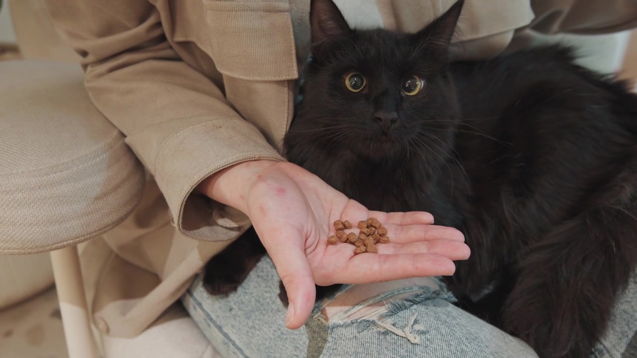 Nahaufnahme einer schwarzen Katze, die auf dem Schoß einer Person ruht, während diese Trockenfutter für Haustiere hält. Die Person trägt Jeans und eine beige Jacke. Die Szene umfasst Terrazzoboden, sanfte Beleuchtung und feine Details.