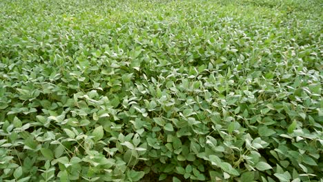 Slow-motion,-wide-angle-view-of-soy-leaves-moved-by-the-wind-in-a-soy-field