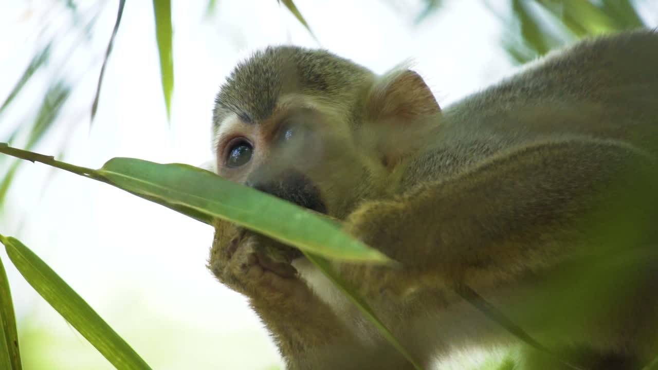 Macaco-esquilo alimentando-se de folhas de plantas na natureza selvagem. Close-up