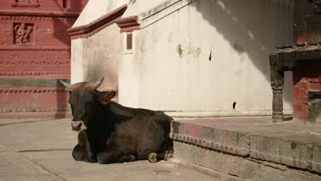 cattle in kathmandu in nepal at pashupatinath temple, the cow being considered holy and sacred in hindu religion, a famous popular tourist site in kathmandu