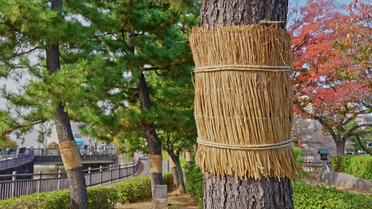 Close-up of a pine tree wrapped in a komomaki straw mat for winter insect protection, with autumn colors in the background