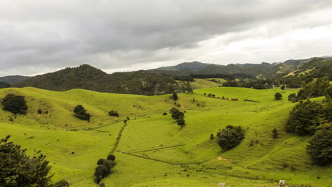 lapso de tiempo de la granja de nueva zelanda con vacas moviéndose, tiro terminado con lluvia barriendo