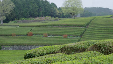 close up of tea plantations background in japan in a cloudy day