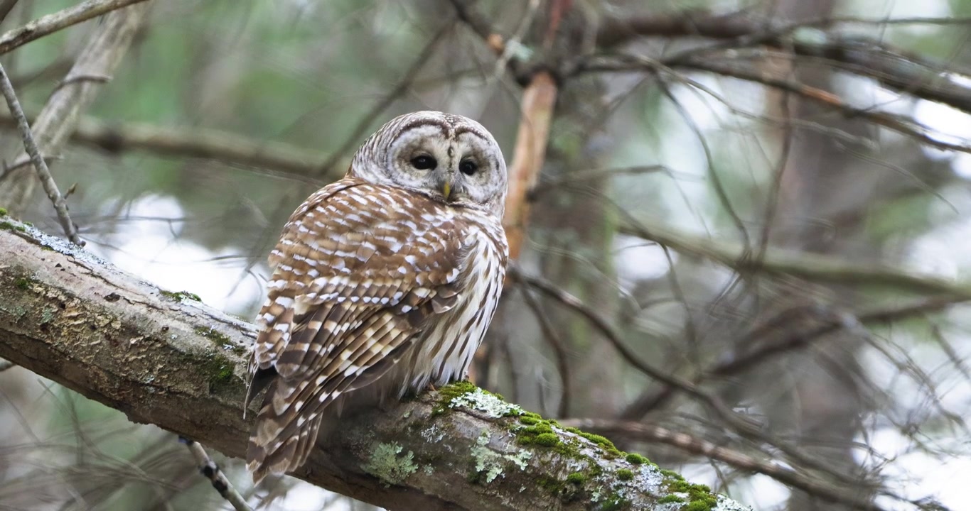 Vacker kattuggla sittande i ett träd i Maines skogar vid solnedgången.