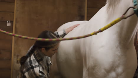 brunette young girl using brush on her white horse