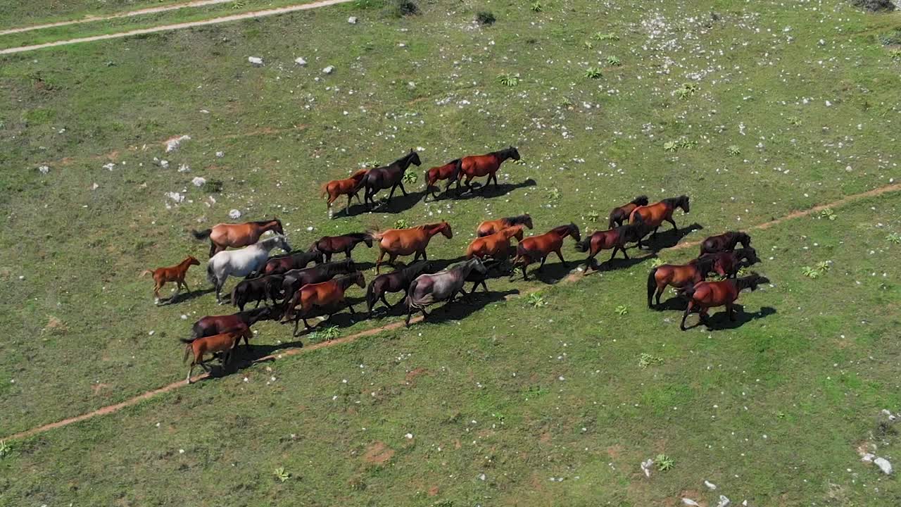 manada de caballos disparada desde el aire en el día de verano-1