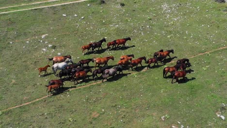 horse herd shot from air in summer day-1