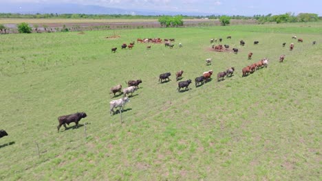 Drone-tracking-shot-of-herding-cows-and-bulls-on-countryside-field-at-sunny-day---rural-area-of-Dominican-Republic