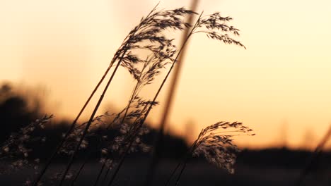 reed moving slowly in the wind at golden sunrise, beautiful nature scene