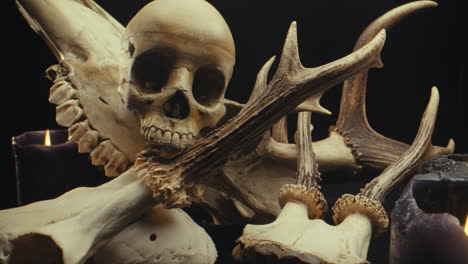 spooky still life with skulls, horns, and candles