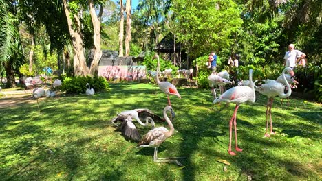 flamingos interacting in a lush, green environment