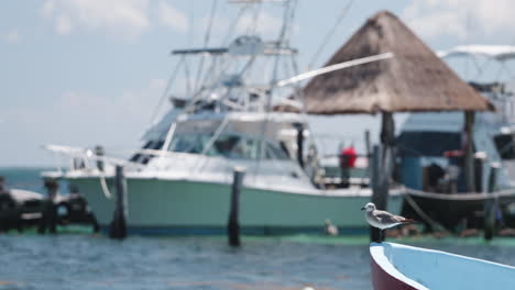 Seagull-on-boat-at-beach-Playa-del-Carmen-Mexico