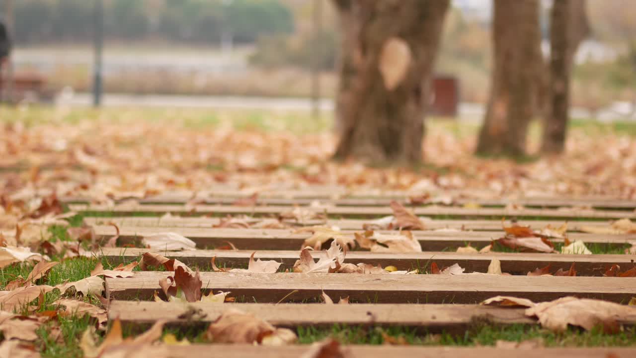 잎이 떨어지는 가을 공원 길