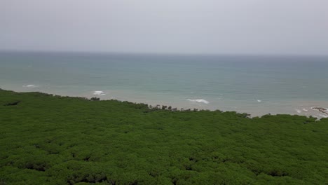 Bosques-De-Pinos-Pinares,-Playa-Toscana-Italia