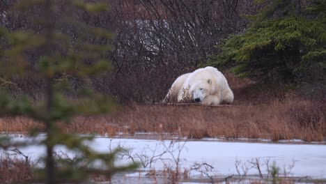 A-sleepy-polar-bear-waits-for-the-winter-freeze-up-amongst-the-sub-arctic-brush-and-trees-of-Churchill,-Manitoba