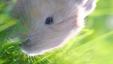 an orange rabbit is sitting on a green lawn. bunny eats grass close-up