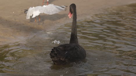 el cisne negro interactúa con las gaviotas junto al agua