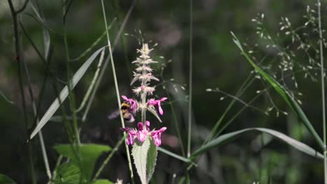 Glückliche-Hummel,-Die-Nektar-Von-Einer-Grünen-Pflanze-Mit-Blumen-Isst