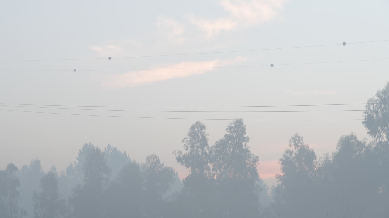 나무와 전기 구조물이 있는 안개 낀 풍경