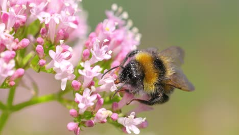 bumblebee on pink flowers