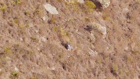 Adult-Black-Chested-Buzzard-Eagle-Dives-and-lands-on-side-of-the-mountain-in-a-grass-patch-and-plucks-grass-and-carries-back-to-its-nest