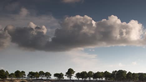 galicia dune trees 03