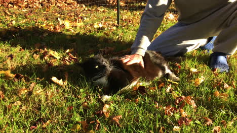 Human-roughhousing-his-male-cat-in-a-playful-manner