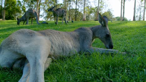 real time kangaroo laying eating green grass
