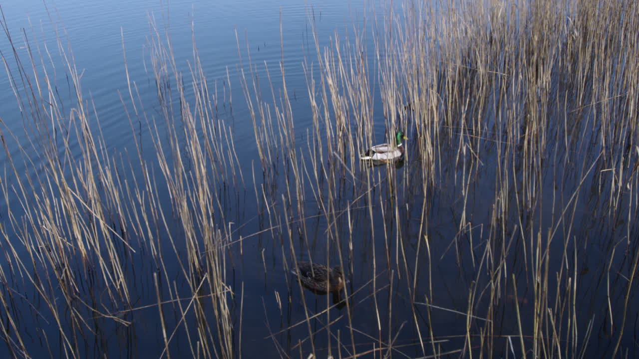 Wide shot of ducks swimming and feeding at the edge of Ormesby little broad in the reeds