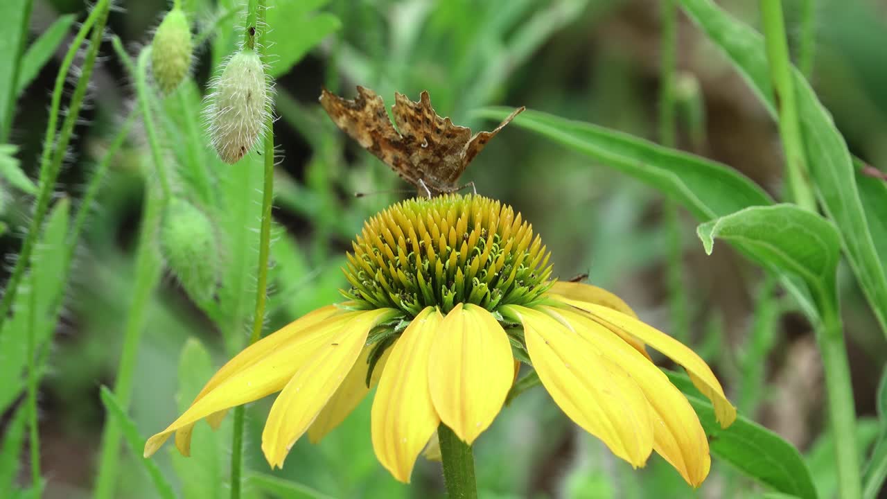 Comma butterfly showing it’s long tongue enjoying the nectar of a yellow coneflower in an English country garden