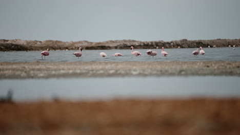 flamencos en un humedal