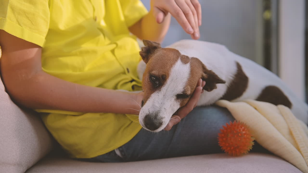 소년은 거실 1에서 소파에 앉아 잠자는 개를 애무합니다.