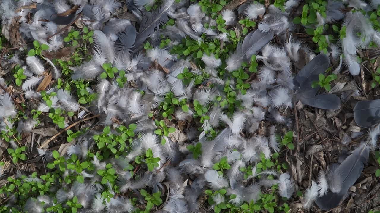 Soft grey and white feathers scattered across a leafy forest floor, evoking mystery and nature’s cycle. Perfect for wildlife, drama, and documentary use.