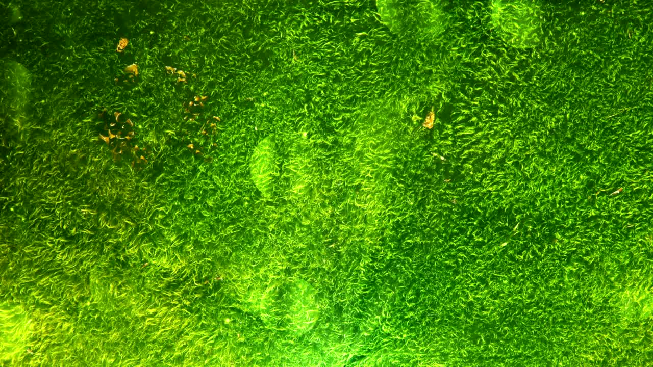 bucle de fondo de musgo verde