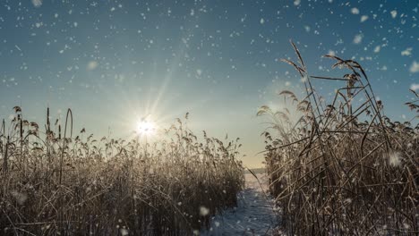 snow falling nature forest trees landscape on white sunny winter day mood. light and bright snow cold time, video loop, cinemagraph video loop