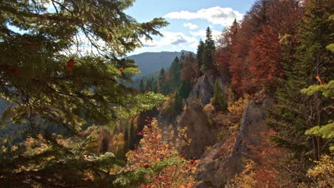 Alcanzando-Su-Punto-Máximo-A-Través-De-Las-Copas-De-Los-árboles-En-La-Montaña-Del-Bosque