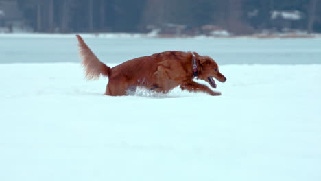 golden retriever bounding through deep snow