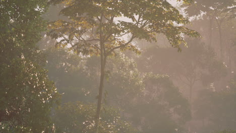misty forest