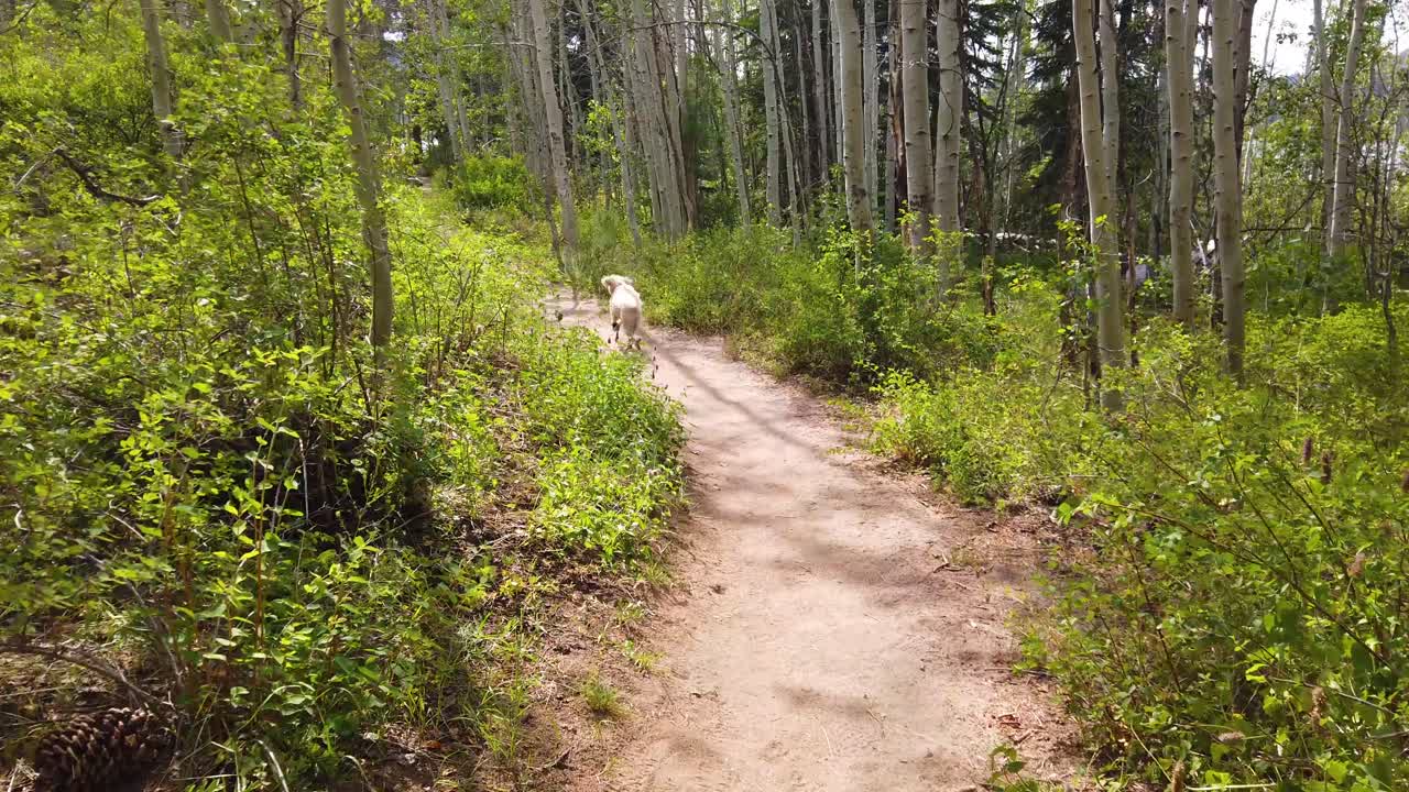 три собаки бегут по горной тропе в лесу в замедленном движении, веселясь и играя