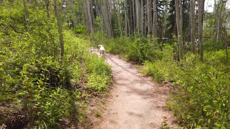 trois chiens descendent un sentier de montagne dans une forêt au ralenti en s'amusant et en jouant