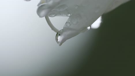 close up shot of water droplets on white blooming flower's petals